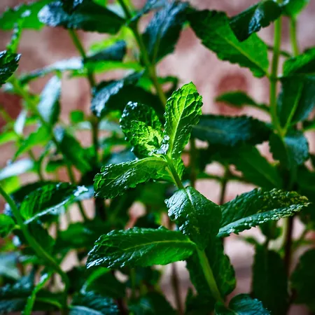 شقة Ana 10 Min. Hoda Od Centra Trogira تروغير