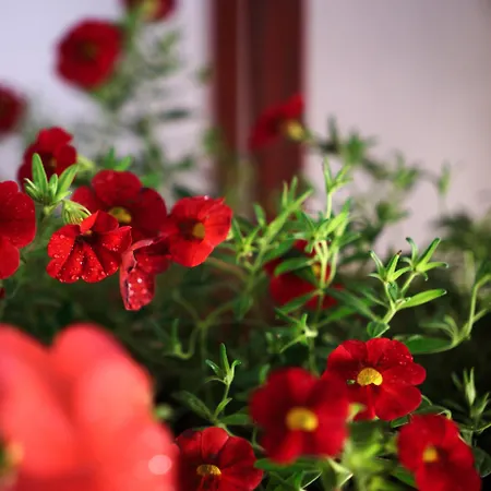 Ana 10 Min. Hoda Od Centra Trogira Apartman *