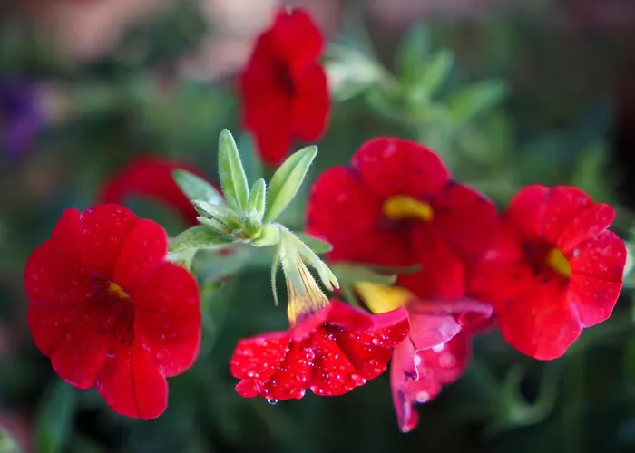 Ana 10 Min. Hoda Od Centra Trogira Apartment *