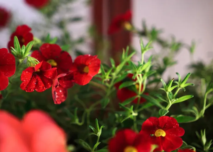 Ana 10 Min. Hoda Od Centra Trogira Appartement *