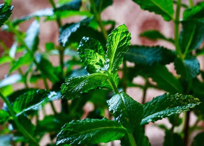 Apartment Ana 10 Min. Hoda Od Centra Trogira Trogir